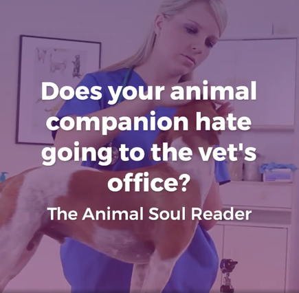 Dog examined by a female vet