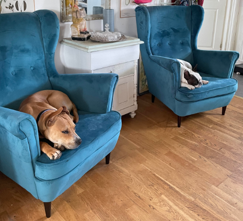 Two dogs resting in two separate blue chairs